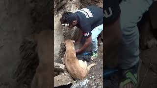 This Dog Was Crying For Help