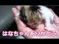 子猫保護から最期の日まで はなちゃんの小さな命を忘れない