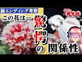 【半妖の夜叉姫】新ED考察 花と殺生丸の関係に鳥肌…｜衝撃的な歌詞と花言葉の意味に感動‼【考察】