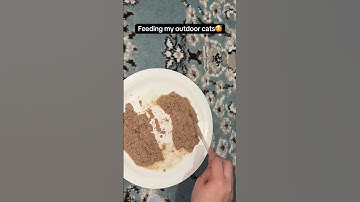 Thumbnail of Feeding stray cats - Day 2🥰 🐈