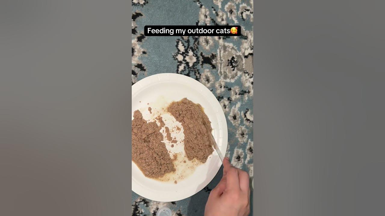 Feeding stray cats - Day 2🥰 🐈