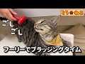 【アメリカンショートヘア】猫も大満足、高性能ブラシ「フーリー」でブラッシングタイム【アメショー】