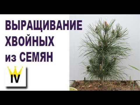 Видео: Что такое семя хвойного дерева?