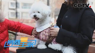 宠物消费火爆！一掷千金为哪般？ 「消费主张」20210402 | CCTV财经