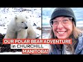 Our one day polar bear tour in churchill manitoba an incredible adventure and amazing thing to do