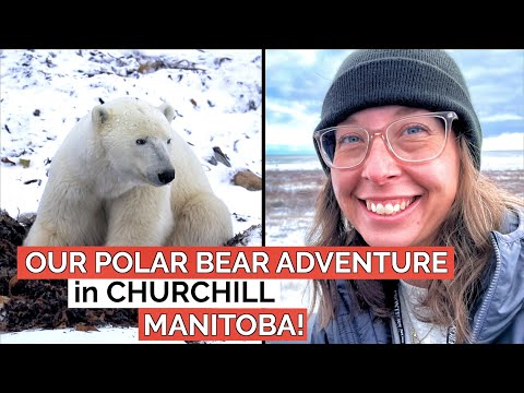 Our one day polar bear tour in Churchill, Manitoba! An incredible adventure and amazing thing to do