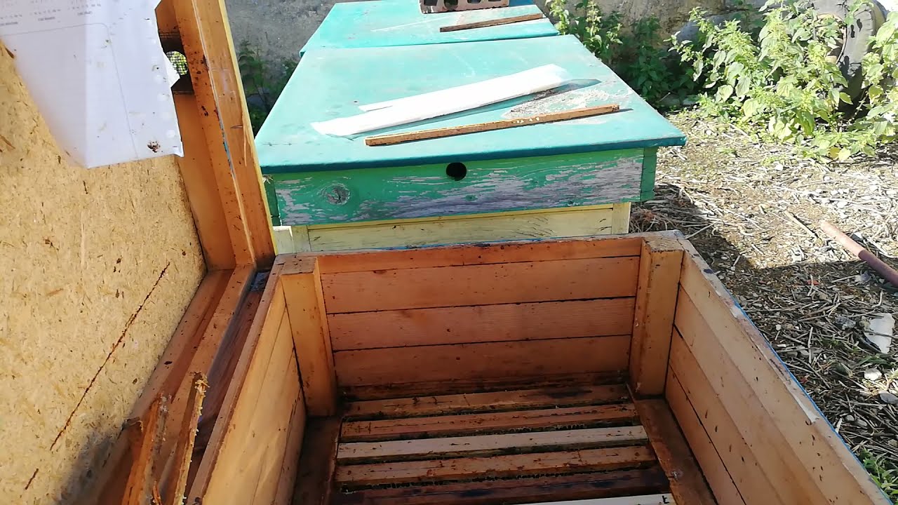 Skuteczny i prosty sposób walki z warrozą. Dla początkujących i nie tylko.