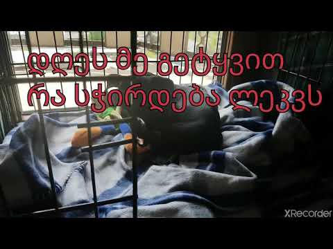 რა სჭირდება ლეკვს?-ჯესის რჩევები 3