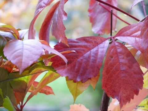 ΓΙΩΡΓΟΣ ΚΑΨΑΛΗΣ ΑΥΤΟΥ ΨΗΛΑ ΠΟΥ ΠΑΣ ΣΤΗ ΦΤΕΡΗ