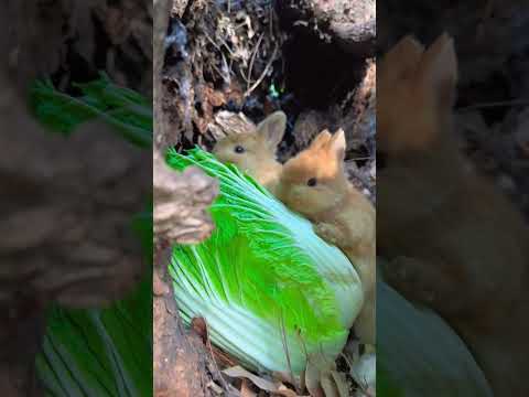 Rabbit hides in the tree hole and eats cabbage🥬 #pets #cute #funny #animals #rabbit #shorts #foryou