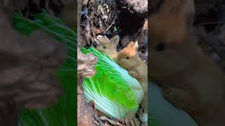 Rabbit Hides In The Tree Hole And Eats Cabbage🥬 #Pets #Cute #Funny #Animals #Rabbit #Shorts #Foryou