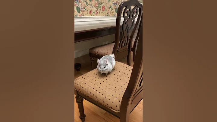 Benjamins Chinchilla 1