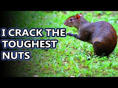 Video: Agouti và Paca: Loài gặm nhấm Nam Mỹ