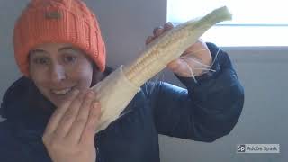 Classroom 1 Explores Corn