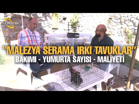 Video: Çalışmalar Yavrularda Kuyruk Yerleştirme Ağrılı Olduğunu Gösterdi