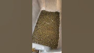 Best wasp trap ever