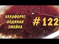 #122 АУЛОФОРУС. ВОДЯНАЯ ЗМЕЙКА. КОРМЛЕНИЕ И РАЗВЕДЕНИЕ.Dero furcata. BREEDING AND FEEDING