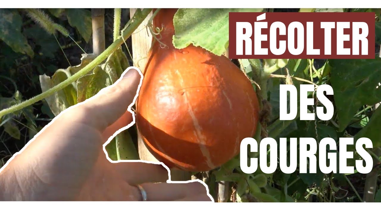 Tuto jardin - Bien récolter ses courges - YouTube
