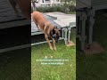 une bonne éducation cohérente ça vous donnera un chien intelligent GUN 29 malinois