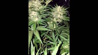 Auto cheese  brought indoors