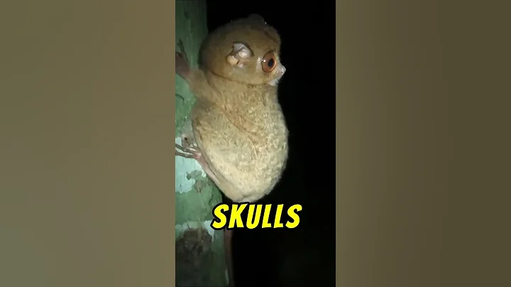 Why Tarsiers End Their Lives in Human Captivity?