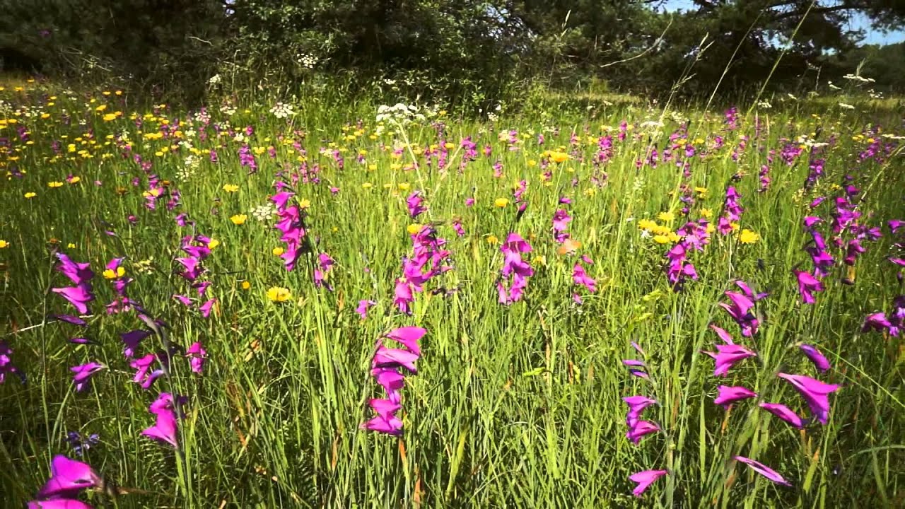 Stadt Königsbrunn - Die Königsbrunner Heide