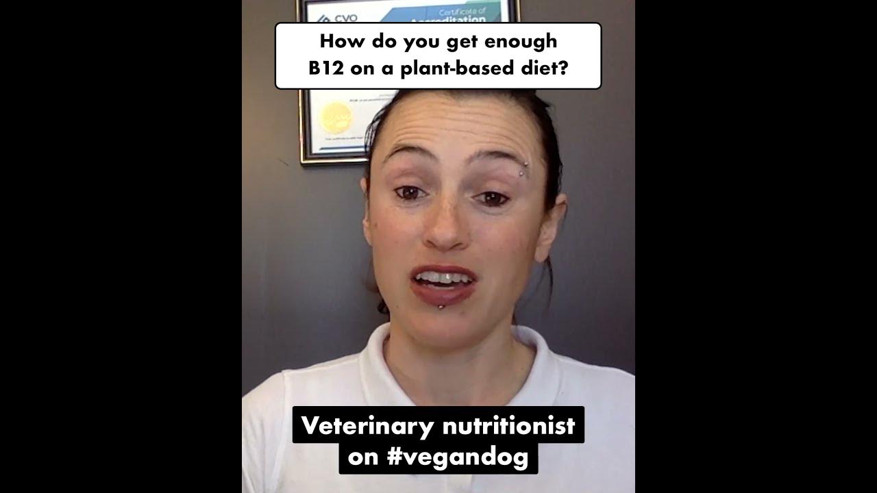 How do dogs get enough B12 on a plantbased diet? Vivus Pets YouTube