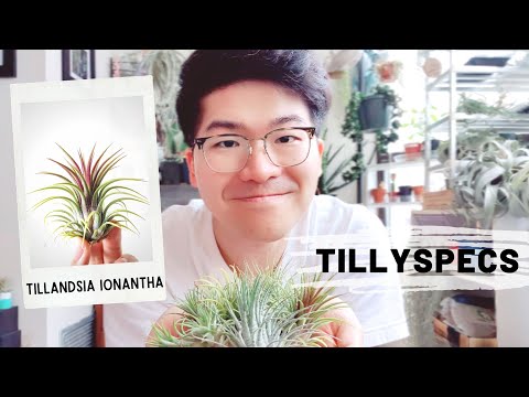 TillySpecs Ep. 1 - Tillandsia ionantha | ਡੇਵ ਦਾ ਏਅਰ ਪਲਾਂਟ ਕੋਨਰ