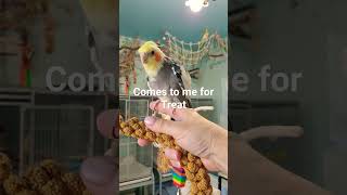 How to Get Your Cockatiel in the Cage