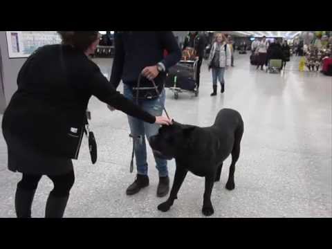 Cane Corso Journey From Europe To America