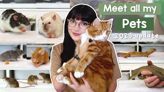 Meet all my pets 2023