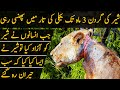 Lion Was Seen With Metal Ring Around His Neck and People Helped Him