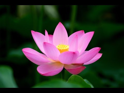 Video Bát Nhã Tâm Kinh Tiếng Phạn - youtube