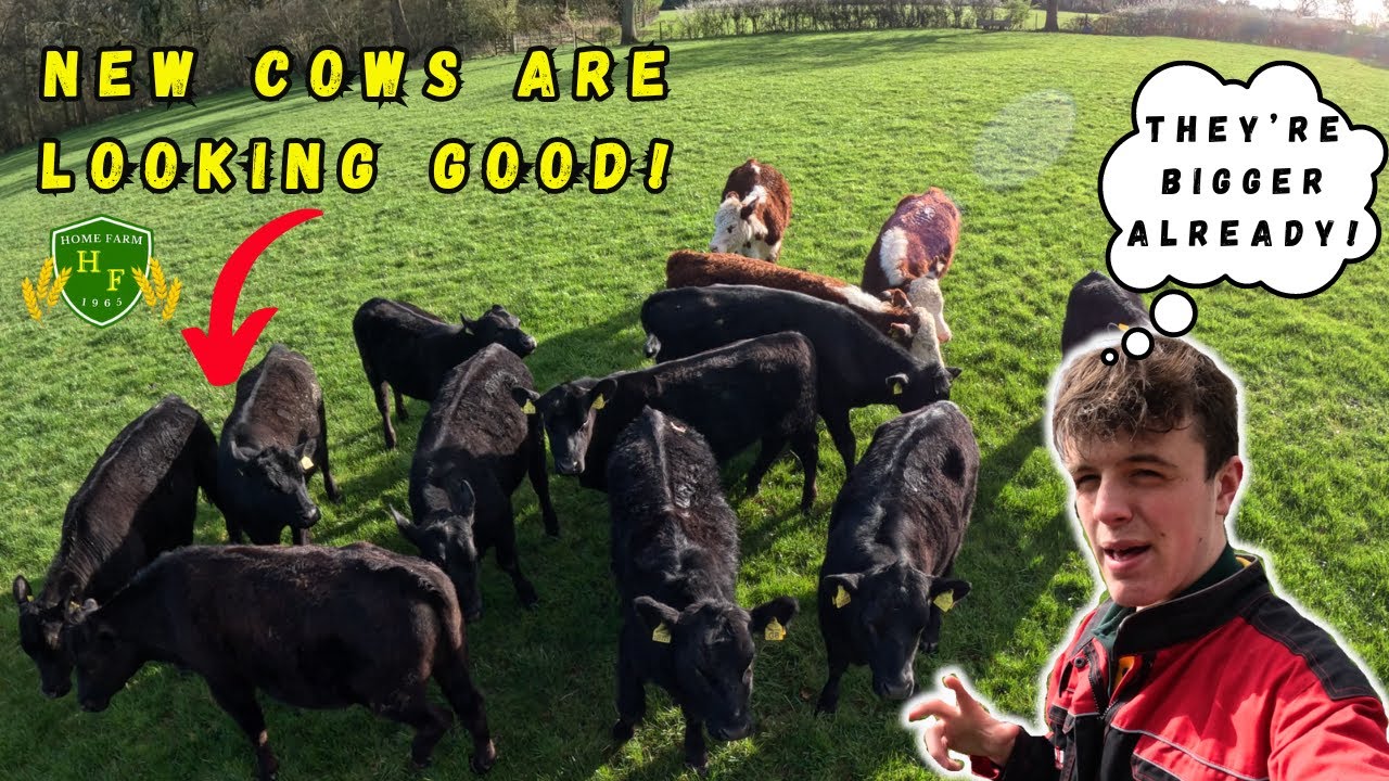 Cow Update UPDATE ON THE NEW COWS! - YouTube