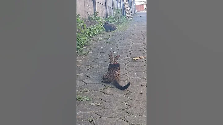 Video 9199461: bengal cat british, cat kucing british, bengal cat hunting, cute british cat