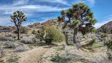 Hiking the Black Rock Area in Joshua Tree