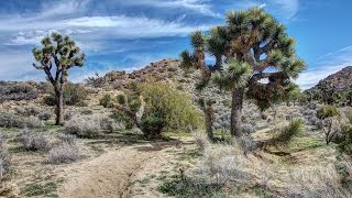 Hiking the Black Rock Area in Joshua Tree