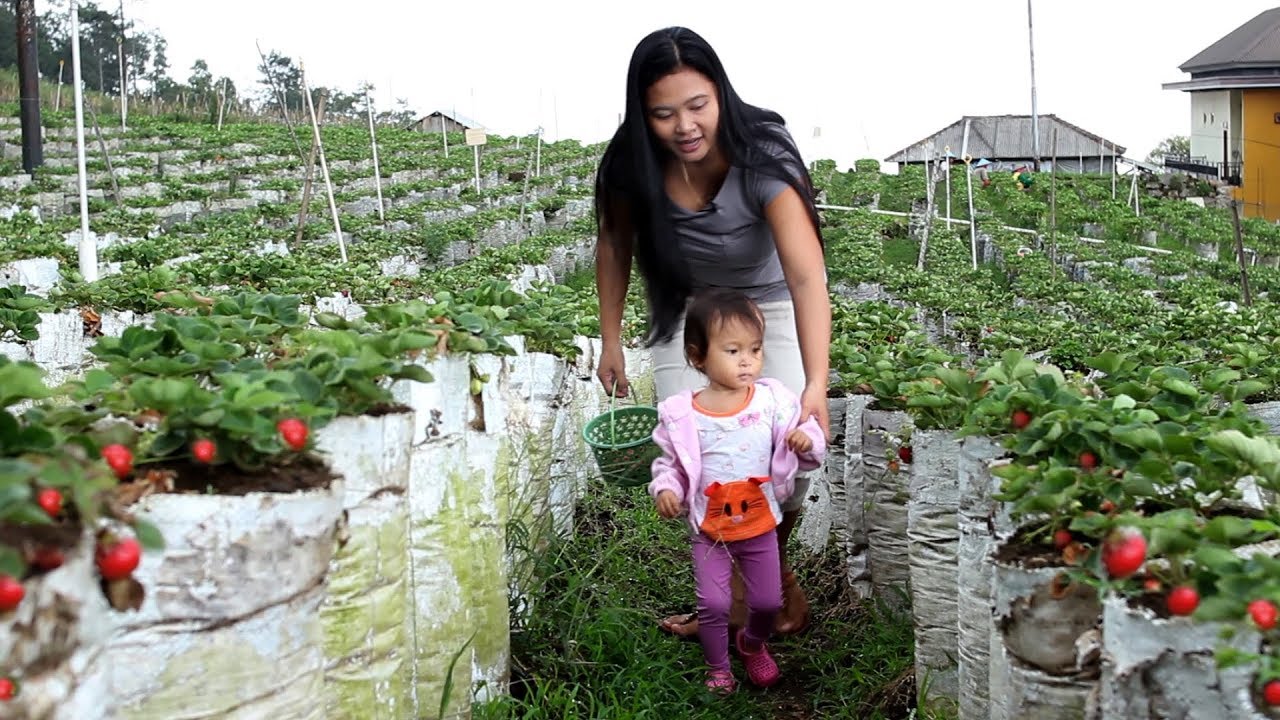 Bayi lucu Memetik Buah Strawberry - Kebun strawberry Sarangan Magetan - stawberry picking
