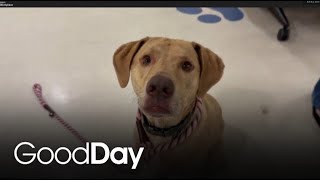 This handsome pup is looking for his forever home! | Pet of the Week