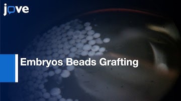 Embryos Beads Grafting for Signal Transduction Pathways Identification | Protocol Preview