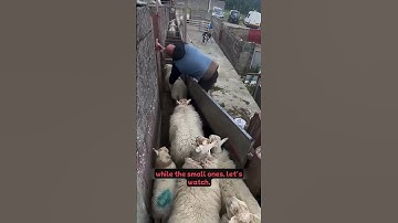 Slimme manier om grote en kleine schapen te scheiden 🐑👏 #shortsvideo