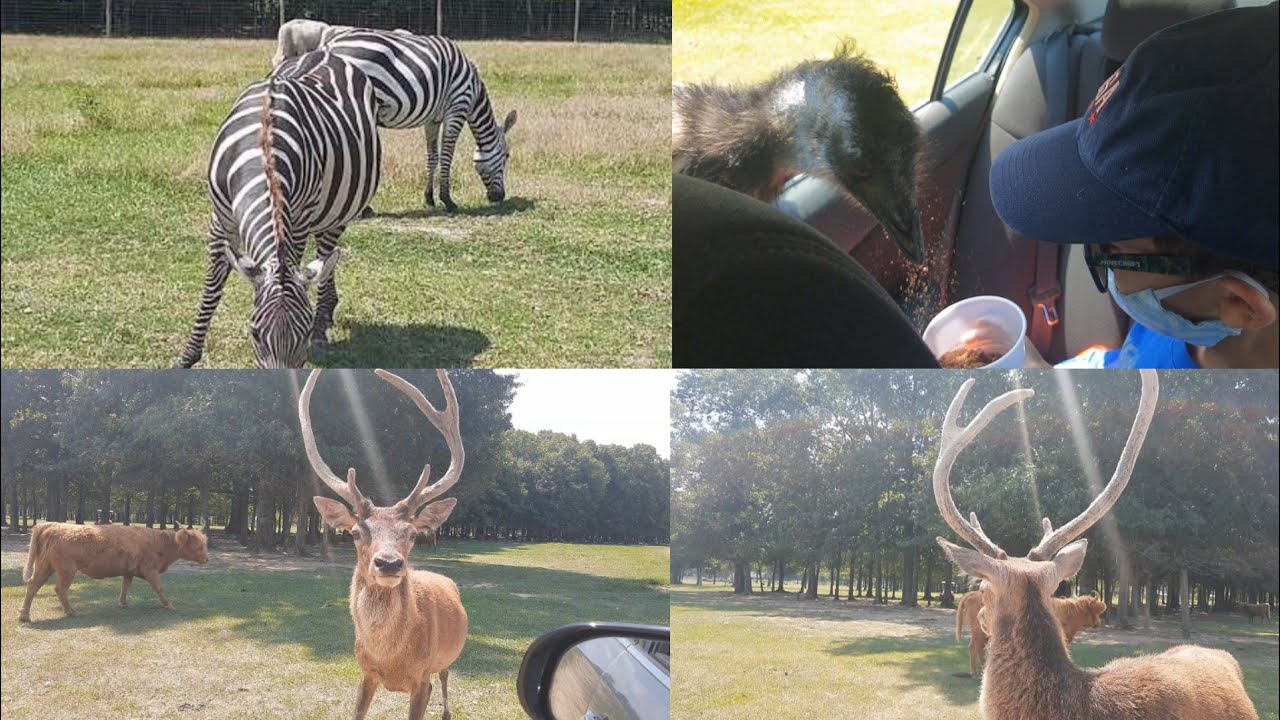 Drive thru feeding Animals at McLean Lodge Brandon MS YouTube