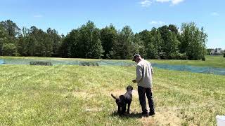 Ringo demonstrating the AKC Fetch “Retriever” level.