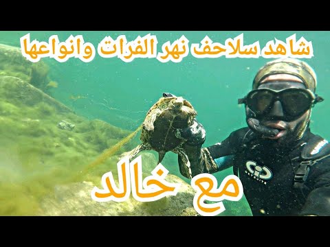 شاهد سلاحف نهر الفرات في الرقة اعماق نهر الفرات خالد حريث
