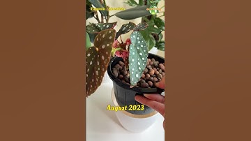 Begonia Maculata in LECA #begonia #begonias #thegreenearth