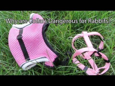 rabbit collars