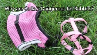 Collars Vs  Harnesses for Rabbits