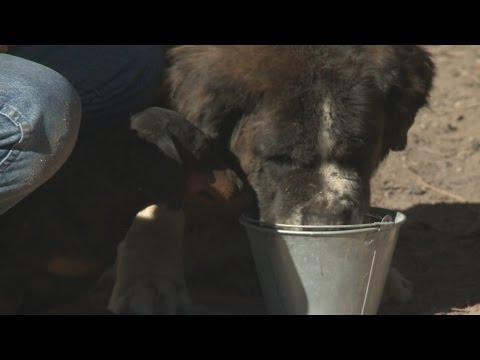 Hero dachshund helps save St. Bernard