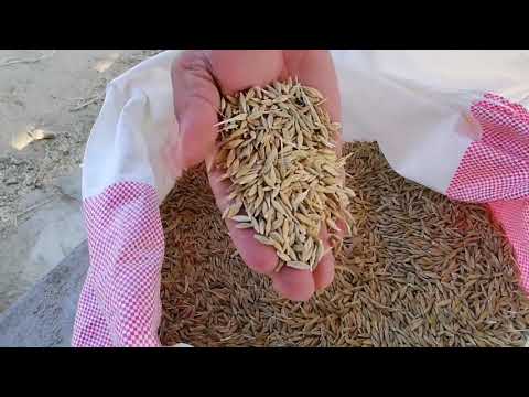 فيديو: الشعير لتخمير البيرة: كيفية زراعة وحصاد الشعير المملح
