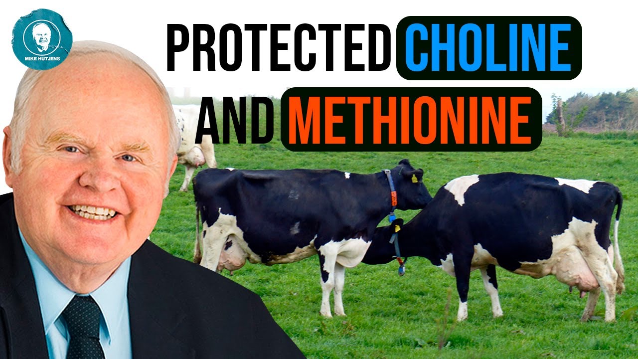 How Much Of Protected Choline And Methionine Was Given Daily For how-much-of-protected-choline-and-methionine-was-given-daily-for